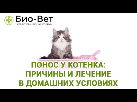 Понос у Котенка: Причины и Лечение в Домашних Условиях // Сеть Ветклиник Био-Вет