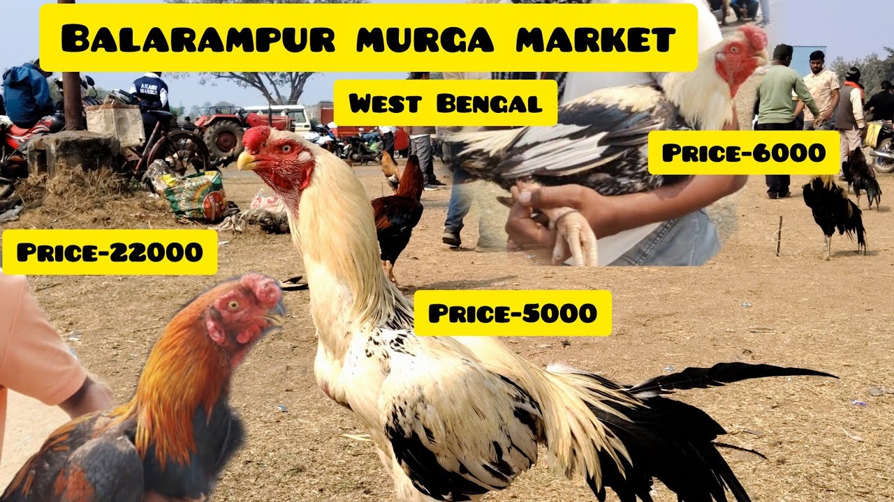 #balarampur aseel murga market #west Bengal #बलरामपुर मुर्गा मार्केट # new update #birds
