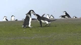 Chinstrap Penguin Fight