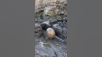 Here’s an ammonite rock that we found in shale after a recent cliff fall #jurassic #yorkshire