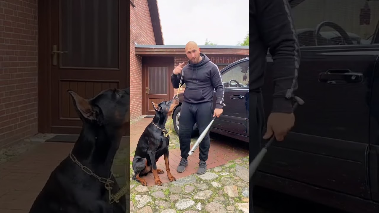 ‼️DOBERMANN REAV SCHULDENEINTREIBER‼️