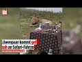 Löwenrudel stört Kaffee-Kränzchen: Gefährliche Nähe in der Wildnis