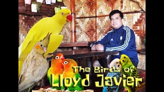 The Birds of Lloyd Javier