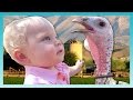 The mean turkey  look whos vlogging daily bumps