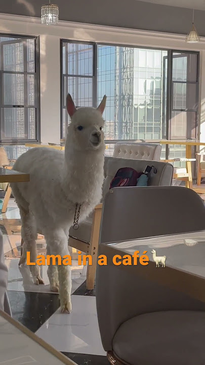 Lama in the house🦙#shorts #pets #lama #alpaca #funny