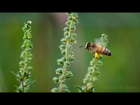 What is a honey bee? This is a Honey Bee! Apis mellifera, The western or European honey bee.