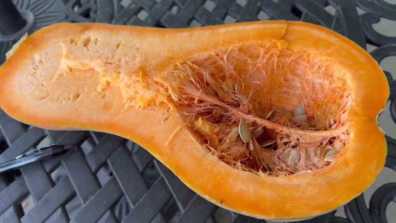 Winter Squash - Lunga di Napoli - 8 Months After Picking in 2024