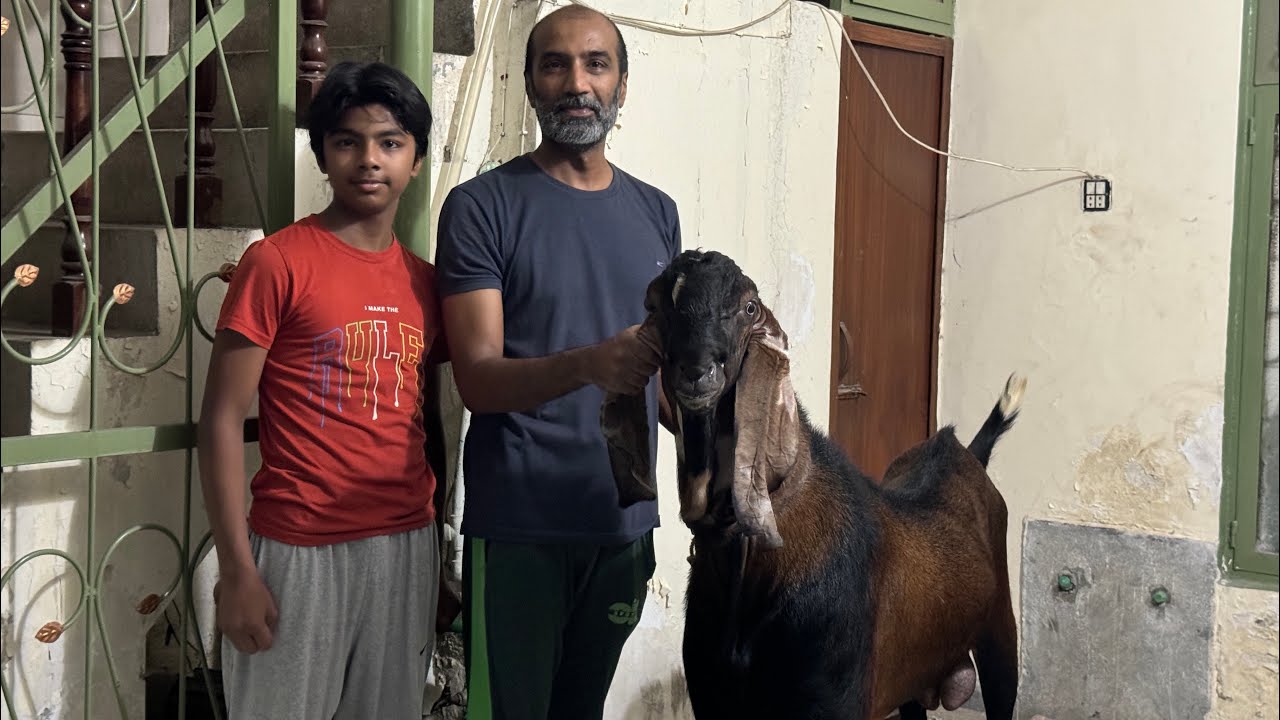Bakray ki Khudmat horahi | Bakray ko khilaye Mango 🥭 - YouTube