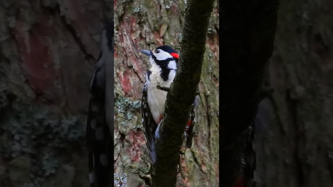 Great spotted woodpecker Flaggspett Buntspecht Grote bonte specht chirping birds natur 