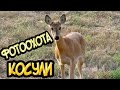 Фотоохота на вышке. Косули