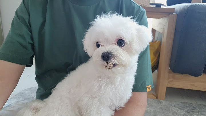 남의 집에 놀러와서 생떼 부리는 강아지