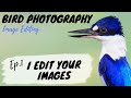 Bird Photography IMAGE EDITING - I Edit YOUR Images Ep. 1 - Jan Wegener