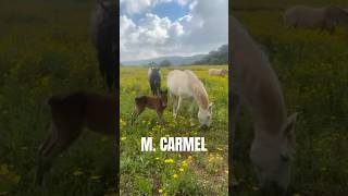 Mount Carmel Horse Family with a Cute Foal