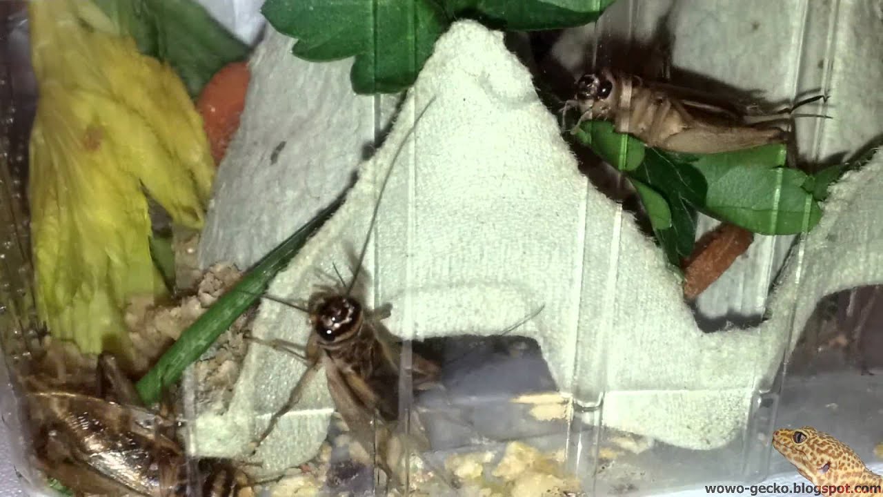 heimchenzucht Leopard Gecko Food : Crickets Size #8 (Adults) - 2013.02.15