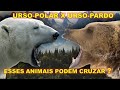 URSO-GROLAR - UM ANIMAL NASCIDO DO CRUZAMENTO ENTRE URSO-POLAR E URSO-PARDO!!!