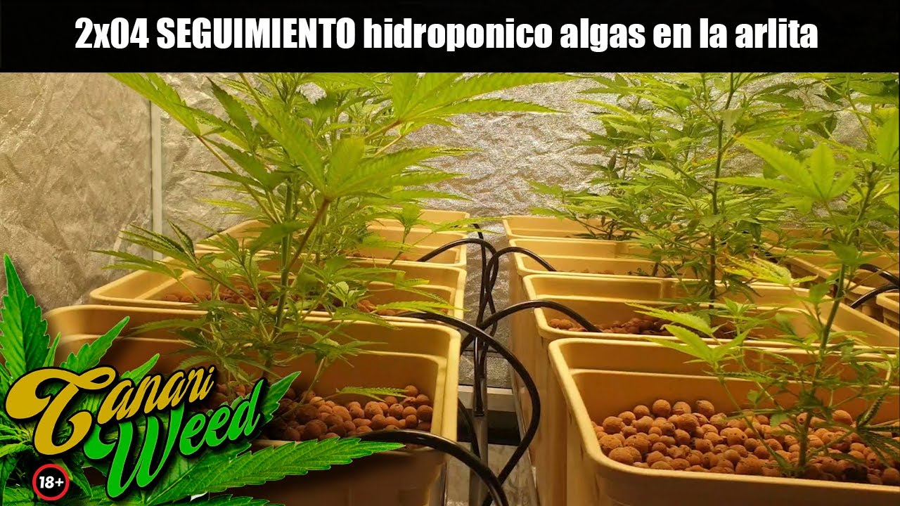 FLORACION EN INTERIOR HIDROPONICO /CULTIVO MARIHUANA medicinal🍁 *INDOOR* 2021