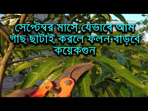 সেপ্টেম্বর মাসে আম গাছের ছাটাই ও যত্ন | Mango plant Pruning | Mango plant in pot