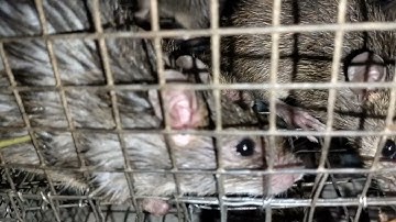 Vợ Chồng Mưu Sinh Nghề Bẫy Chuột Theo Đường Mòn Góc Miền Tây 1