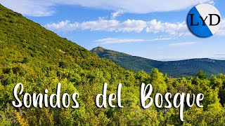 Encantador paseo otoñal 🌲 Bosque sereno y el canto de los pájaros 🐦 by Live your Dreams 2,596 views 10 months ago 33 minutes