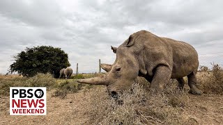 Can science save the northern white rhino from extinction and even bring back the dodo?