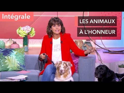 Vidéo: Plus De Maladie Et De Douleur Suivent Une Vie Plus Longue Pour Les Animaux De Compagnie - Gestion De La Maladie Et De La Douleur Chez Les Animaux De Compagnie Plus âgés