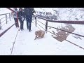 Going to watch monkey bathing in onsen water (Jigokudani Monkey Park, Nagano)
