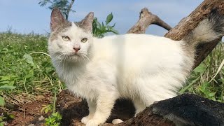 CAT CUTE - PLAY WITH CAT -BILLI KARTI MEOW MEOW - kittens cats - Animal Funny - Cat Viral- VS 08 by ANIMALS 22 472 views 3 weeks ago 3 minutes, 9 seconds