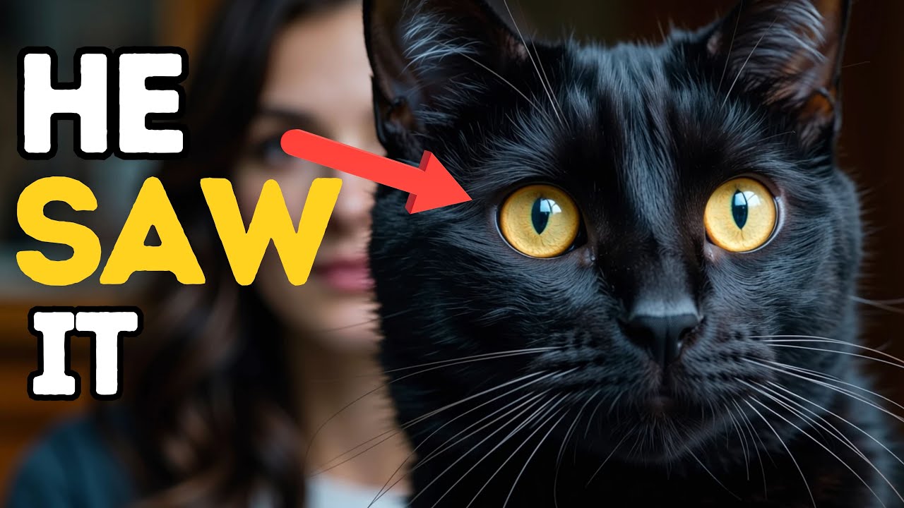Black Cats Are Different (Here’s the Proof)