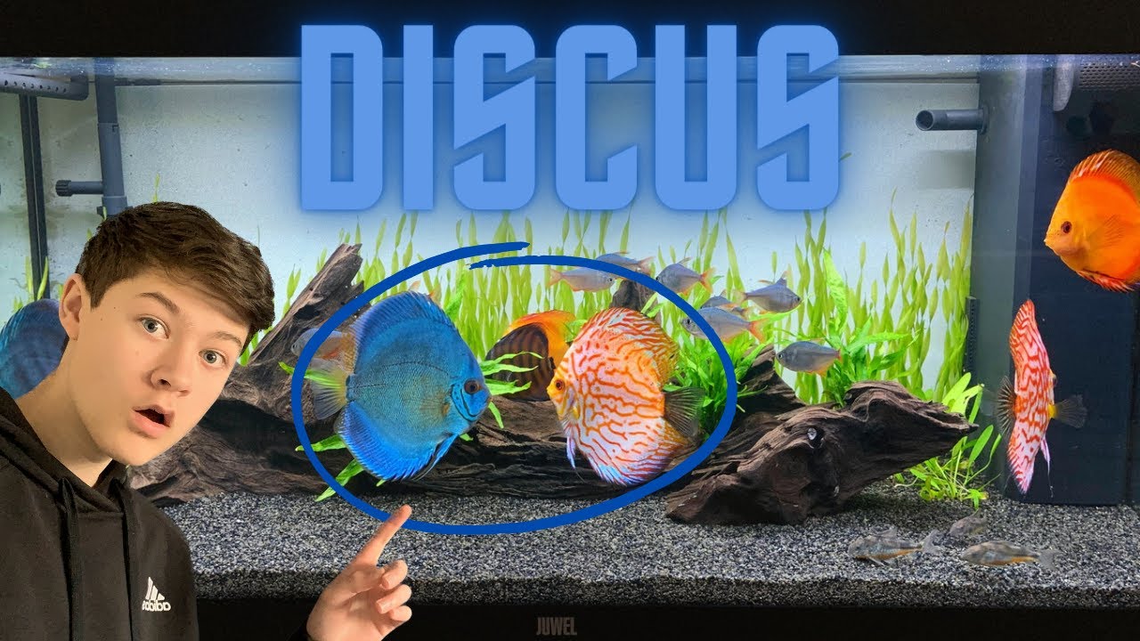 Discus Tank Builds Turning My Old Juwel Rio 180 Into A Beautiful Planted Discus Tank ...