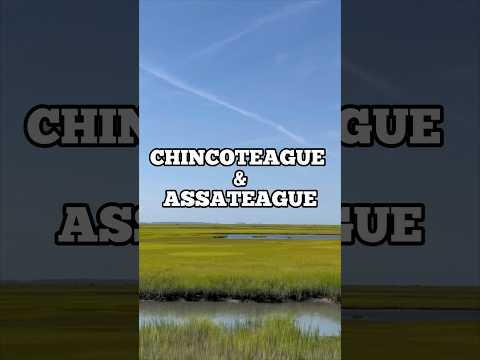 Videó: Chincoteague pónik az Assateague-szigeten