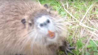 危険!ヌートリアの噛みつきに注意(Danger! Be Careful Of Nutria Biting) 危険!ヌートリアの噛みつきに注意(Danger! Be Careful Of Nutria Biting)