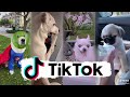 Funniest Dogs of TikTok ~ Try not to Laugh ~ Cutest Puppies ~Doggos TikTok Compilation ! #4