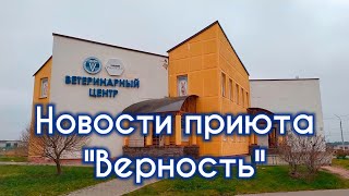 Новости приюта для животных "Верность" 19.11.2019