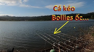 Cá kéo Boilies ốc - Lần đầu dùng thuyền câu lăng xê và cái kết | 17-12-2025