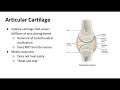 Synovial Joint Structure