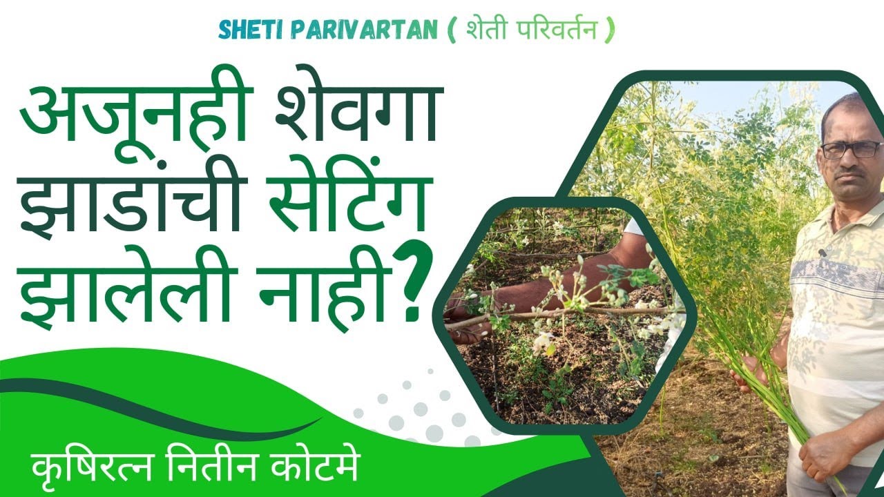 अजूनही शेवगा झाडांची सेटिंग झालेली नाही | नितीन कोटमे