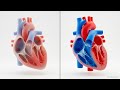 Multivalvular Heart Disease: Rapid Guideline Review | AHA/ACC vs ESC