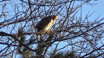 Red-tailed Hawks Building Nest