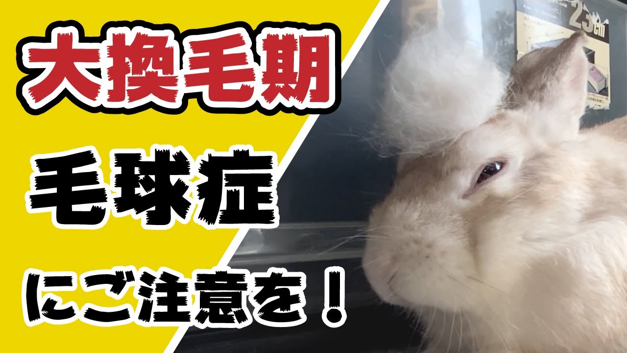 抜け毛がすごい うさぎさんの大換毛期 Youtube