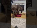 Giant Dog Tries To Sit In TINY Bed