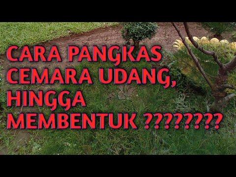 Video: Kapan Memangkas Pohon Cemara - Tips Memangkas Pohon Cemara