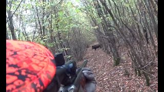 Chasse au gros gibier dans la traque (sangliers, cerfs, chevreuils)