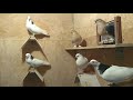 Пермские гривуны голуби