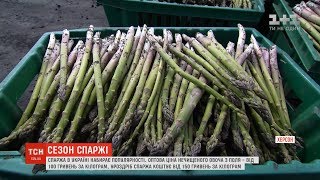 Спаржа набирає популярності в Україні: скільки коштує у різних регіонах та як приготувати