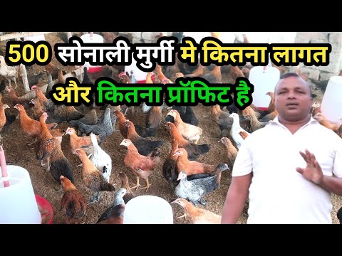 500 सोनाली मुर्गी पालने में कितना लागत और कितना प्रॉफिट होता है | Sonali Murgi Farming 