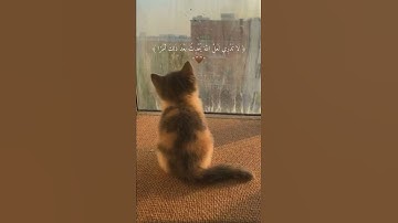 القارئ رعد الكردي:"لا تدري لعل الله يحدث بعد ذلك امرا"❤🌿.