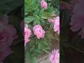 #nature #naturelovers #flowers #roses #romantic #health #paradise #forest