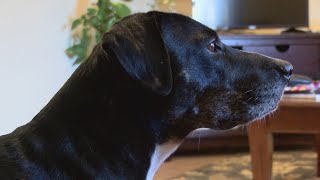 How to help your pet adjust with a new schedule