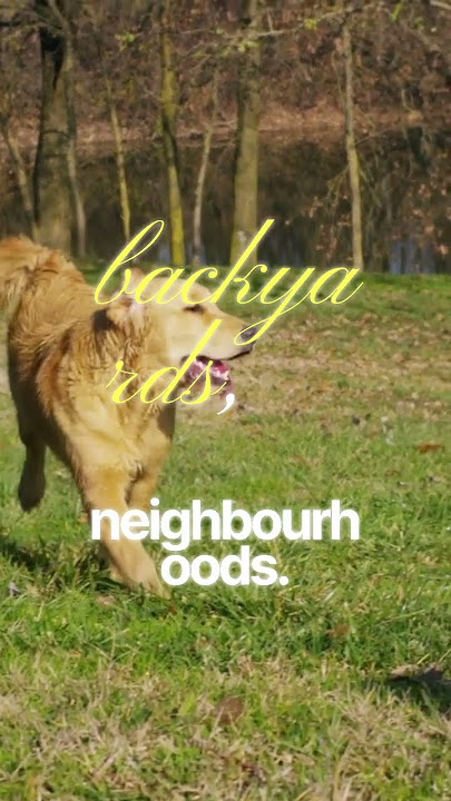 Download lagu Coyotes Are Taking Over Our Cities!