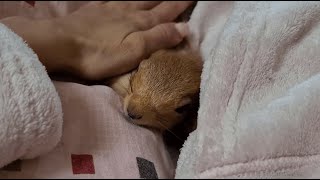 Белка обожает пледики и всё мягкое!!! 🥰 Squirrel loves blankets and everything is soft!!! screenshot 5